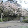 千葉大学付属病院の桜♪（千葉市中央区亥鼻）