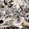 春のライトアップとびっくりしたこと