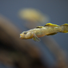 トウカイヨシノボリ Rhinogobius sp.TO