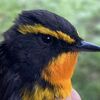 いろいろと鳥が見られた3日間