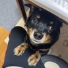 最近のトナ