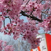 上野公園の桜満開　そして上野駅公園口が新しくなっていた！！