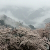 霧中の桜