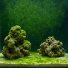 海水水槽に生える苔の種類