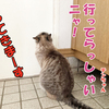 見てると可笑しい運動音痴の猫たち