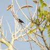 Blue-throated Brown Sunbird ルリノドタイヨウチョウ
