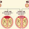 11週3日  双胎間輸血症候群の疑い