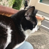 ★2247鐘目『見返り美猫第2弾！その視線の先には可愛い野良ネコさんが居たでしょうの巻』【エムPのイケてる大人計画】