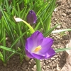 気温が上がり庭の梅が花開く