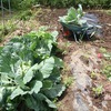 苗が大きくなりました