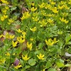 4月の道草　Part2　雑草の花観察
