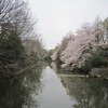 武蔵関公園_桜（東京都練馬区）