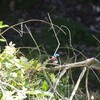ウスアオオーストラリアムシクイ(Red-winged Fairy-wren)