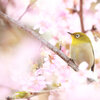 春昼