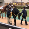 東京競馬6R メイクデビュー　パドック直前予想　10 メッセージソング　がんばれぇぇぇぇぇ！！