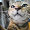 6月前半の #ねこ #cat #猫 どらやきちゃんA