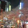 【桜便り】渋谷・桜丘の夜桜