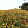 錦江湾公園コスモス＆秋バラ