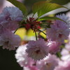 樹木公園「火打谷菊桜」