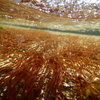能登産海藻 紅藻 ウミゾウメン(Nemalion vermiculare) の写真