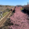 河津桜と…