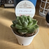 ナフコで吉坂包装株式会社 DreamCraftの王冠ラベルの多肉植物を買った！
