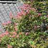 樹源寺の百日紅