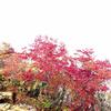 石鎚山天狗岳の紅葉