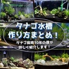 タナゴ水槽の作り方まとめ！タナゴ飼育10年の僕が詳しく紹介します！