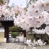 【2024】自転車で楽しむ春の京都：平野神社・北野天満宮・千本釈迦堂・千本ゑま堂＆大将軍商店街