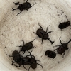 人知の及ばない自然＜カブトムシの発生＞