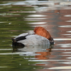 お昼休みに公園鳥見散歩