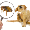 How to Treat Fleas on Dogs