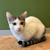 ✨保護猫ちゃん紹介✨