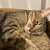 団地の思い出をちょっと