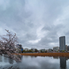 天候が微妙だけど、今年は桜を見に不忍池に行ってきた