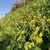 菜の花が咲いた下灘へ・・綺麗な夕陽に出会えました