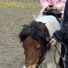 ポニーの乗馬体験in海老名運動公園