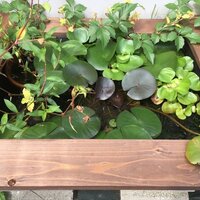 メダカビオトープ 甕 かめ の水位を下げました アメリカンdaxとカオスな趣味blog メダカビオトープ 甕 かめ の水位を下げました アメリカンdaxとカオスな趣味blog