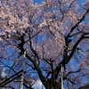 林陽寺さんの枝垂れ桜から春到来！