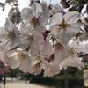 桜の季節