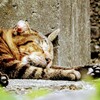 招き猫の日