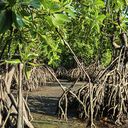 mangroves