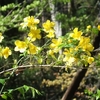 土岳　春の花