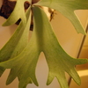 P.willinckii Dwarf 成長記(2018.11.14)