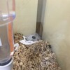 しろあん426日目