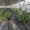 4月初旬における各発電所の雑草状況（防草シート,瓦チップ,クラピア,芝,カタマ）