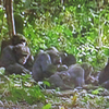 遺伝子からのアプローチ