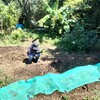 家庭菜園といえどもネットを張らないとやっぱりダメだな