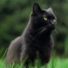 黒猫ちゃん、TBLTで授業リカバリー、お墓のご近所さん